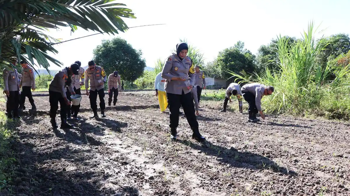 Kapolres Buru Tanam 30 Ribu Bibit Jagung Pulut Dukung Program Asta Cita Presiden